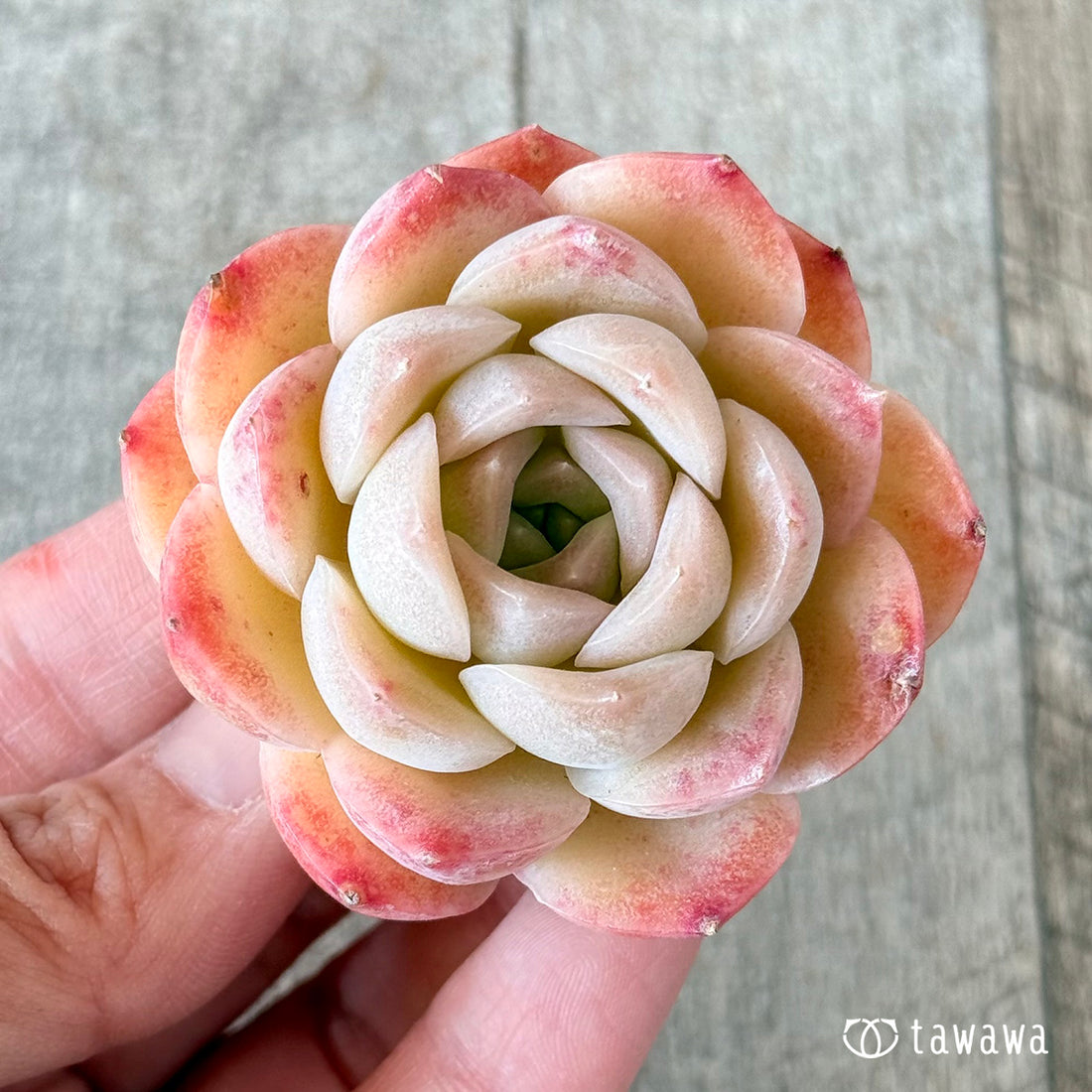 ミミローズ②(花村農園苗)