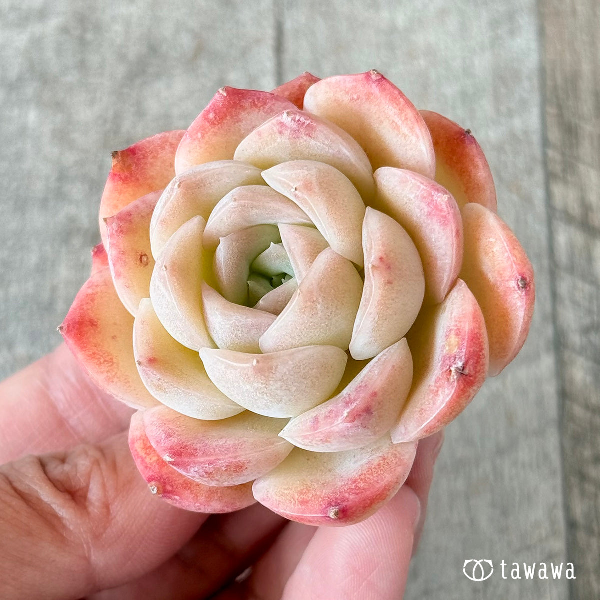 ミミローズ②(花村農園苗)