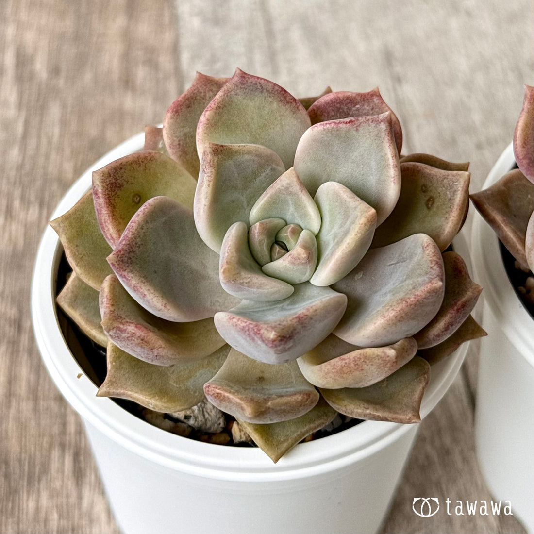 ドラゴンファイヤー (チャンヒー農園)【tawawaハウス苗】