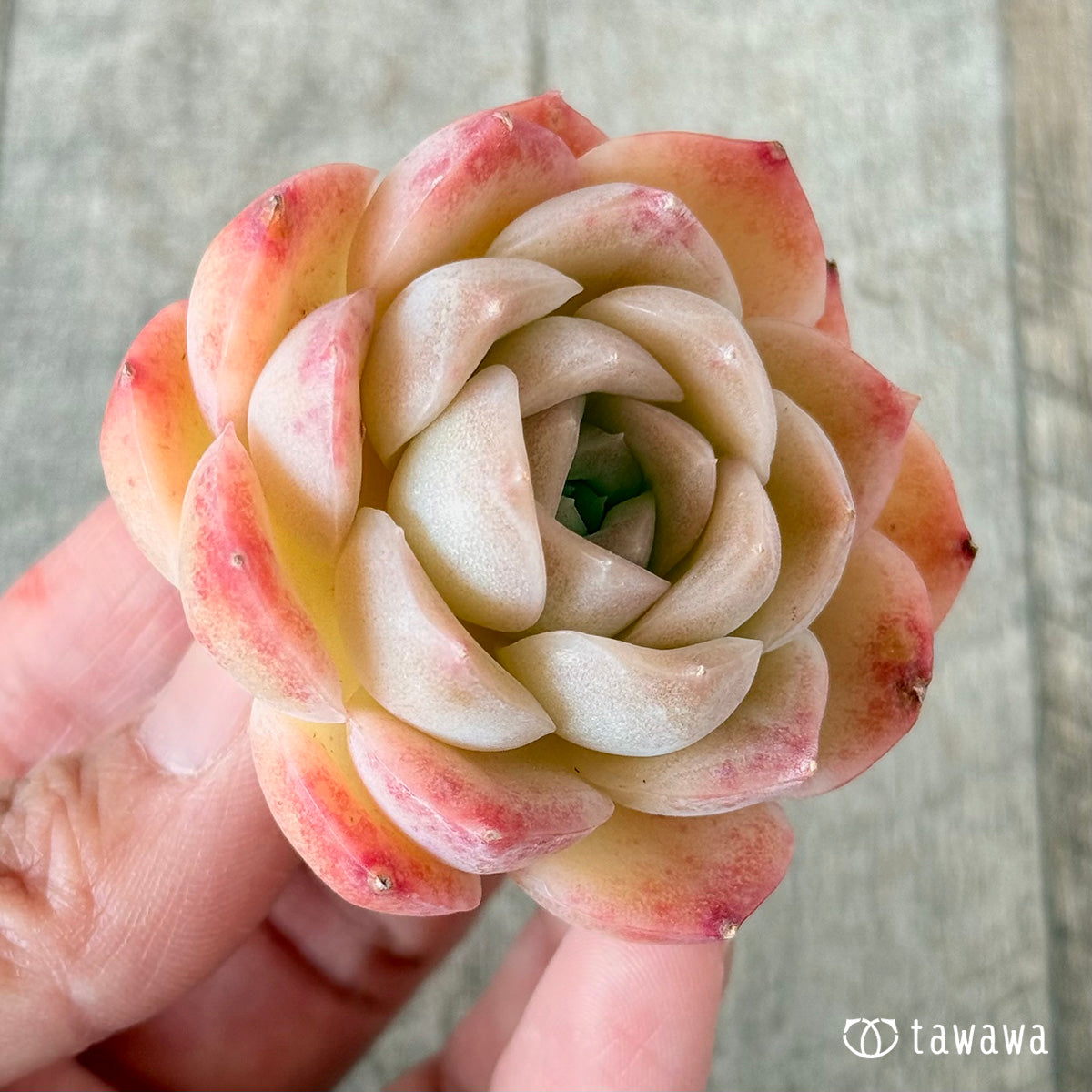 ミミローズ②(花村農園苗)