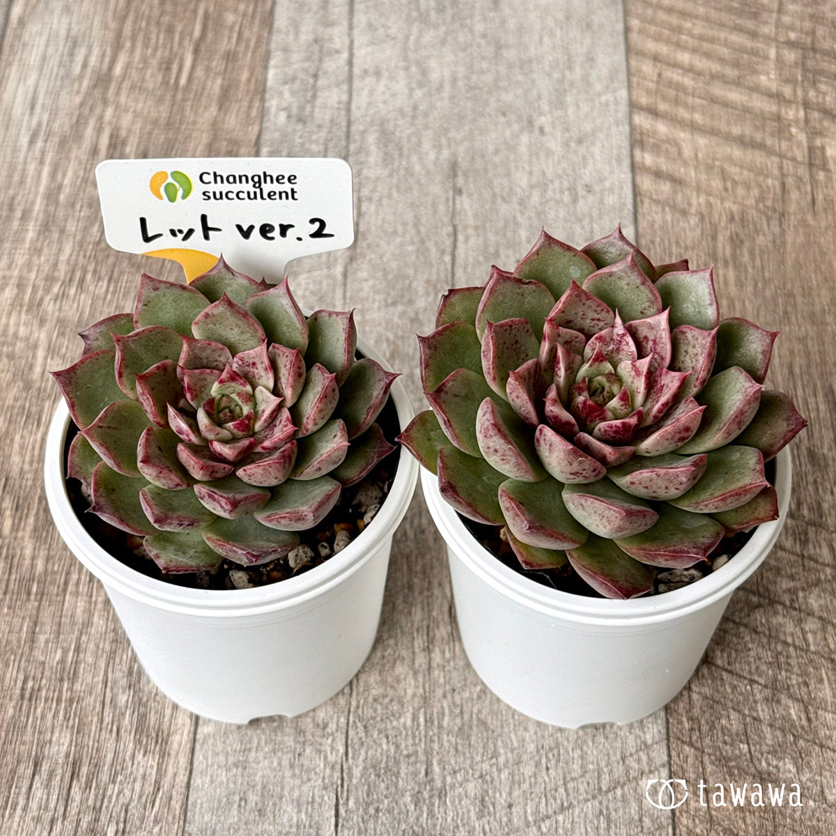 J.【札付き】ポルボローネ×ラパス Beehouse 多肉植物 エケベリア J.【札付き】ポルボローネ×ラパス Beehouse 多肉植物 エケベリア 極上