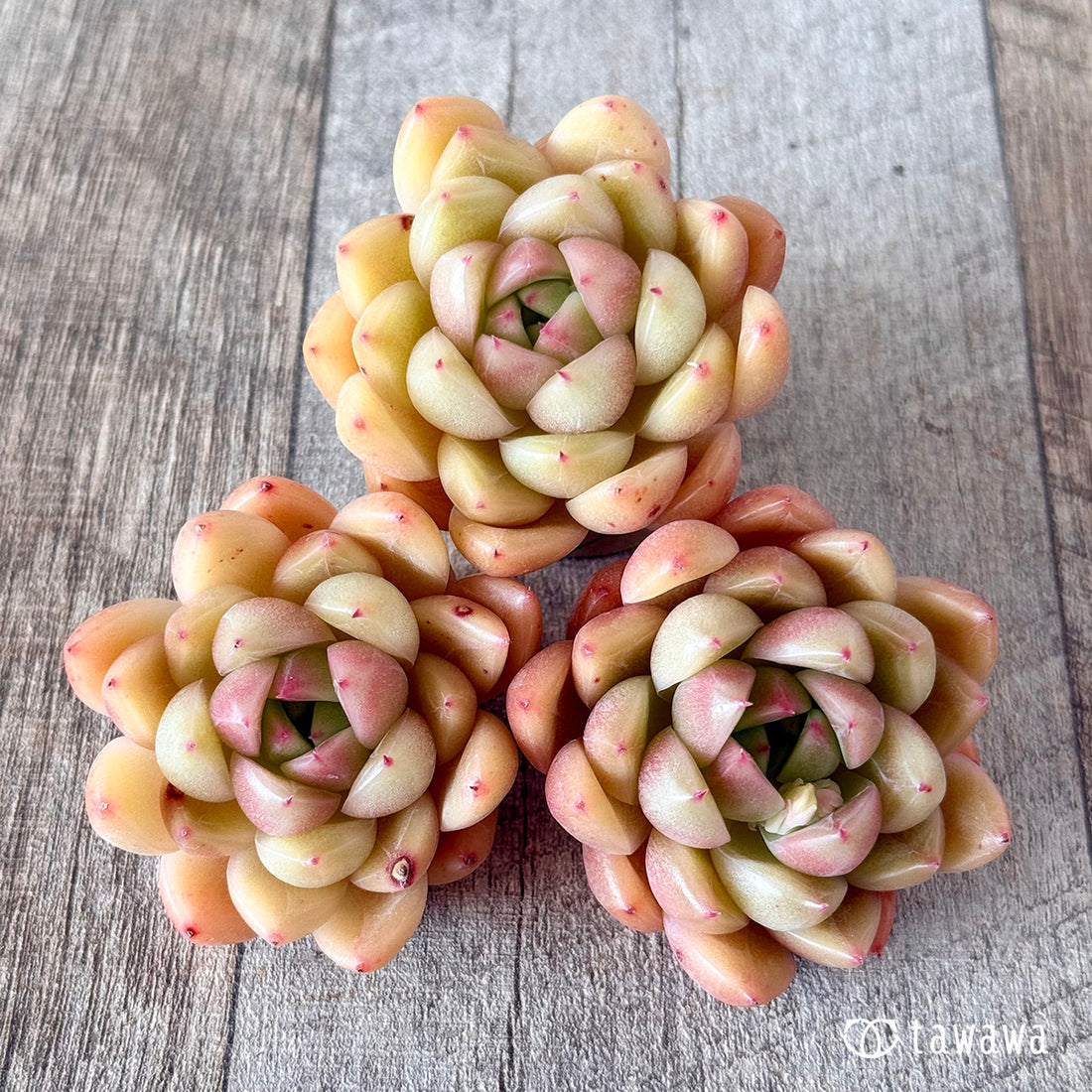 マルグウンアイ(花村農園苗)