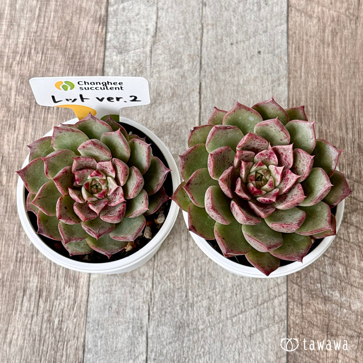 *新発売* レット ver.2【単頭】(チャンヒー農園)【tawawaハウス苗】