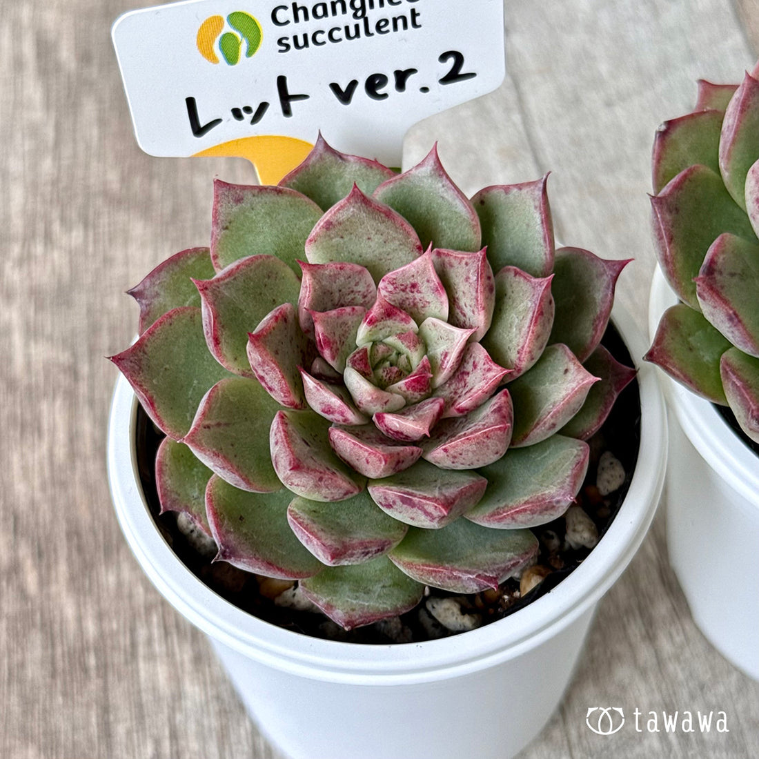 *新発売* レット ver.2【単頭】(チャンヒー農園)【tawawaハウス苗】