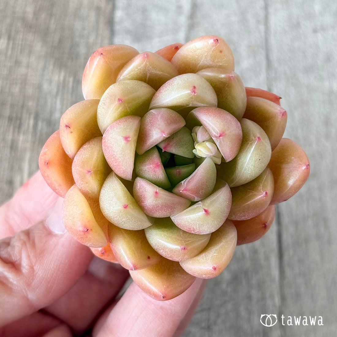 マルグウンアイ(花村農園苗)