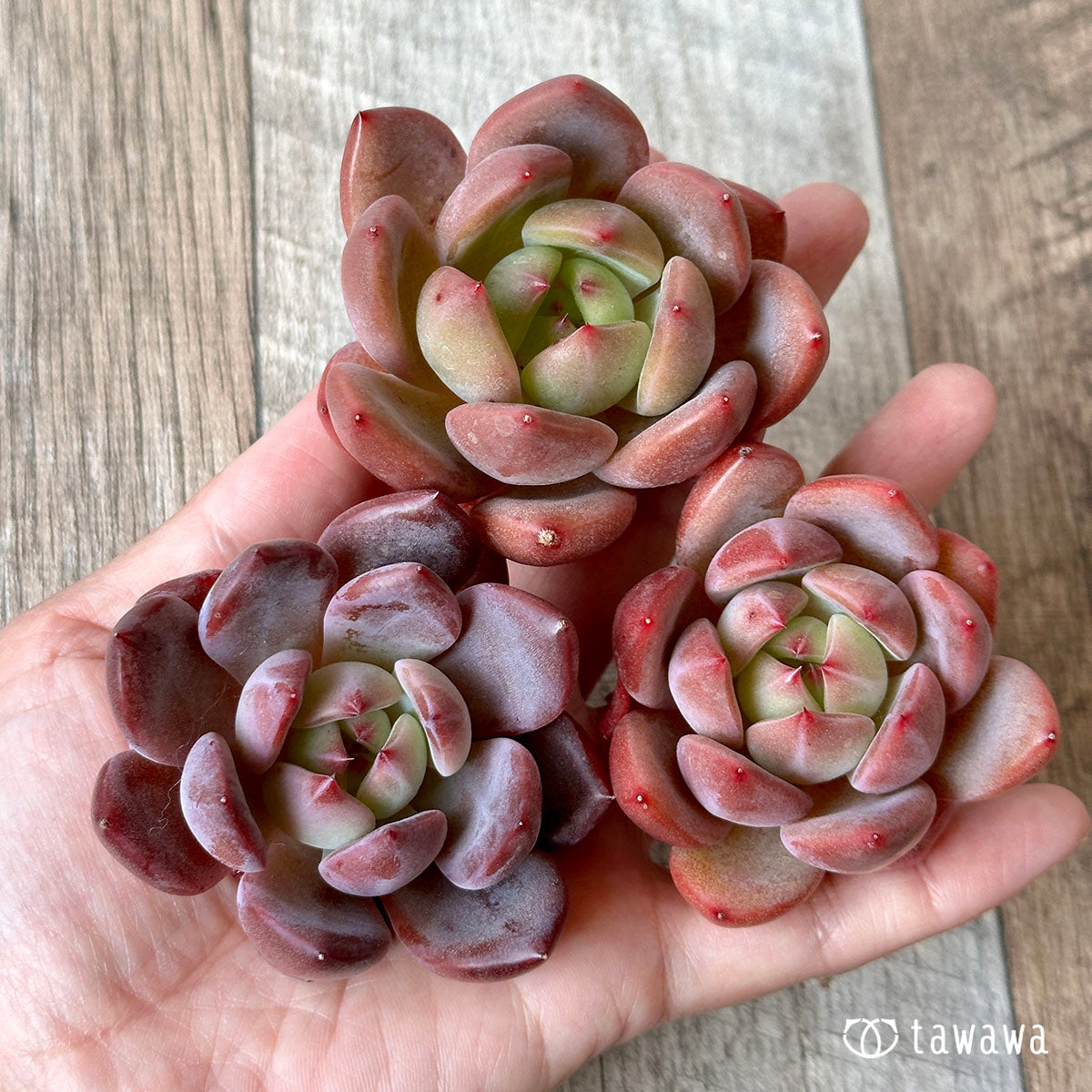 샤먼(샤르만)