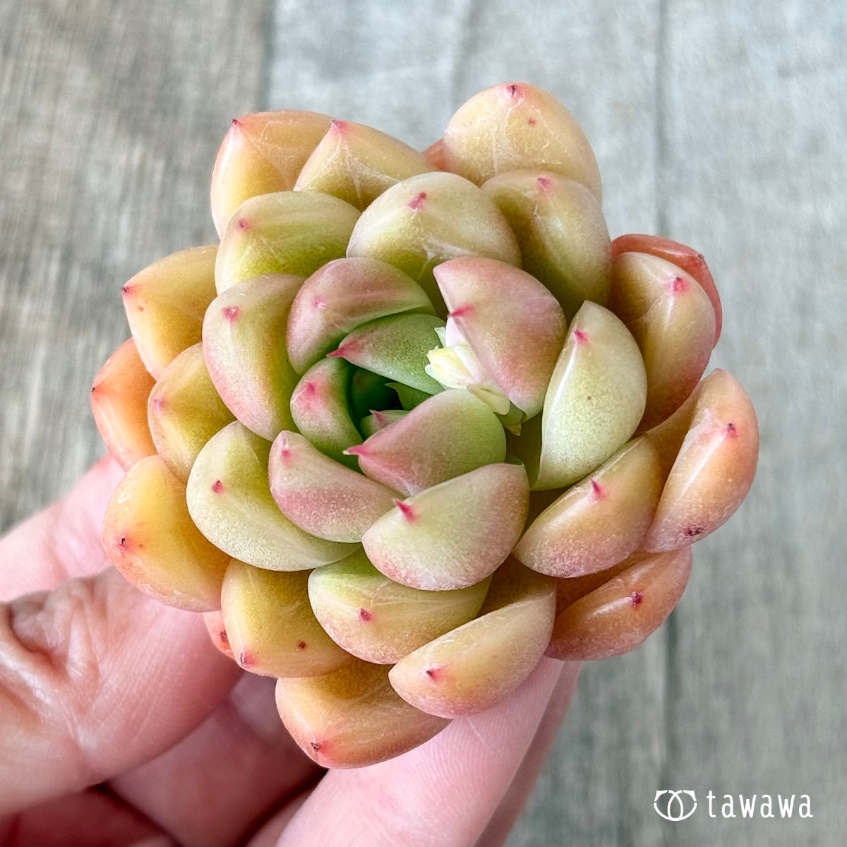 マルグウンアイ(花村農園苗)