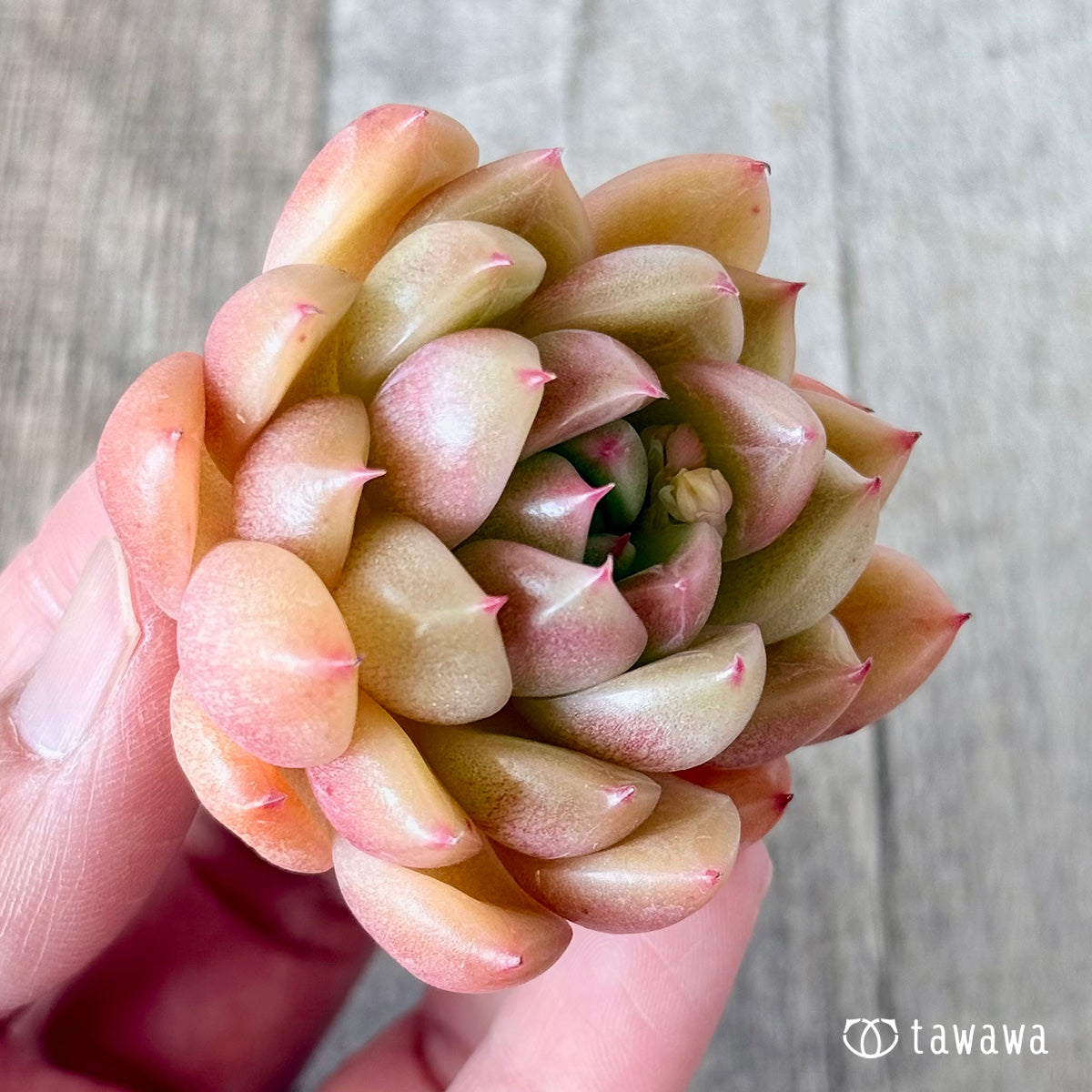 Margunai (Hanamura Farm Seedlings)