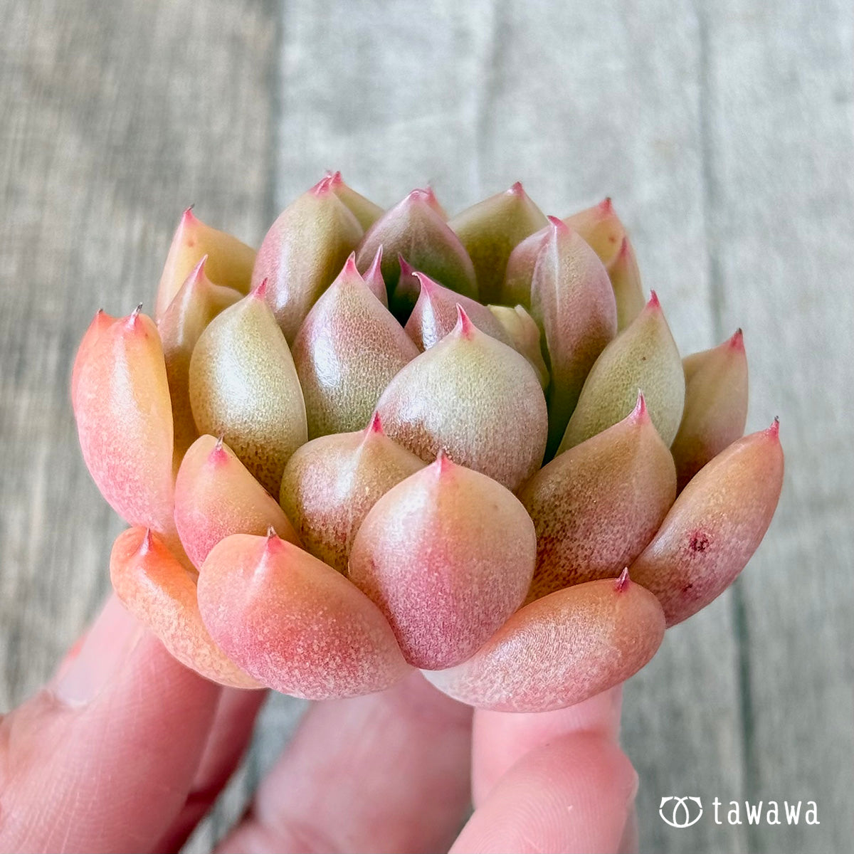 Margunai (Hanamura Farm Seedlings)