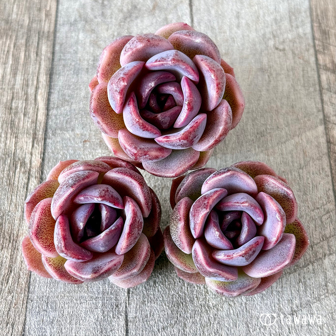 フィンガーテイル(花村農園苗)