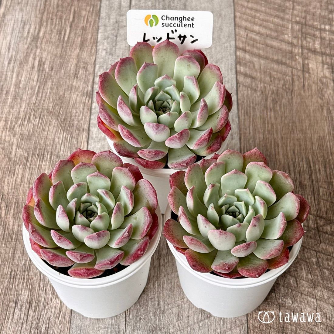 *新発売* レッドサン①(チャンヒー農園)【tawawaハウス苗】