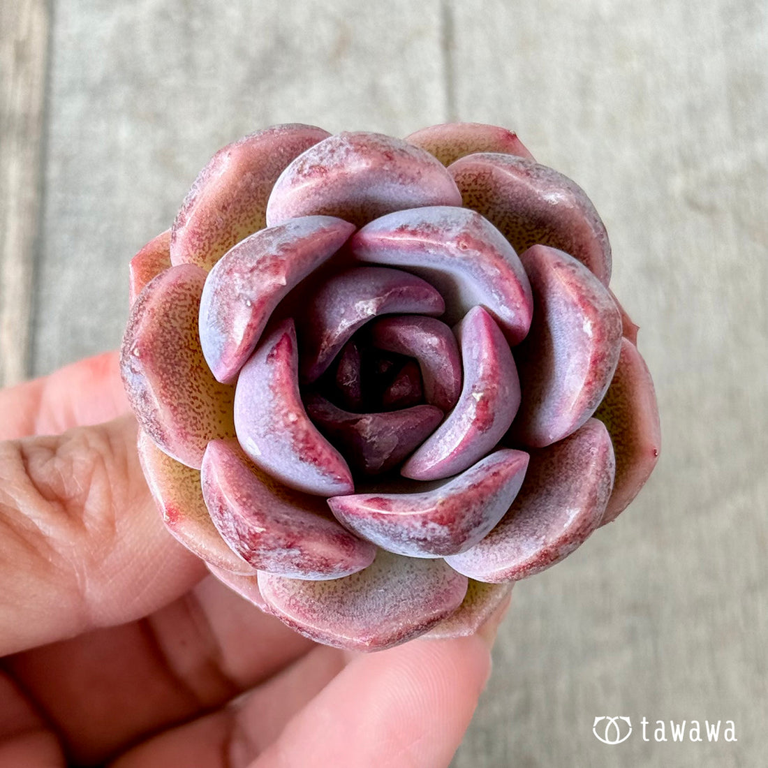 フィンガーテイル(花村農園苗)