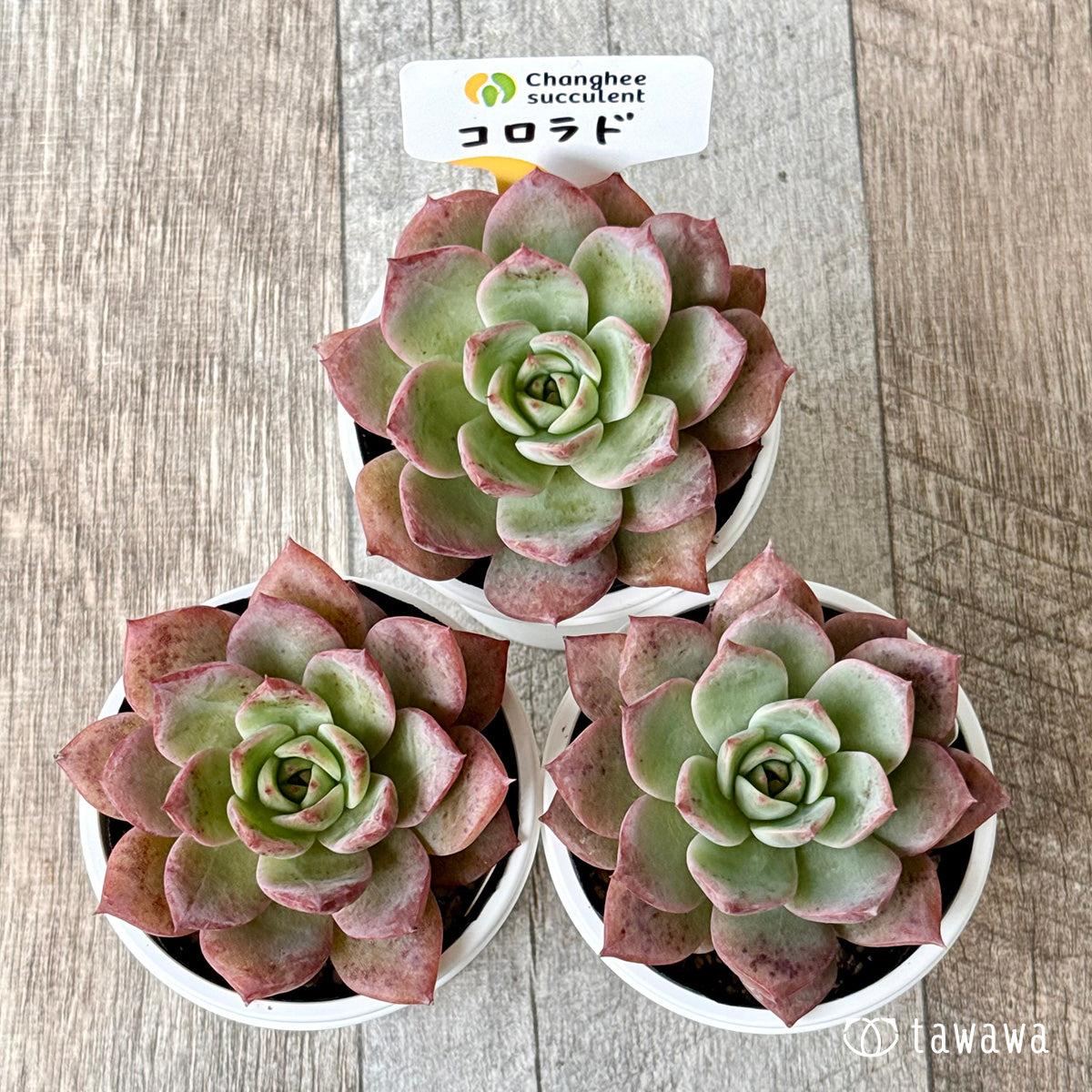 *新発売* コロラド(チャンヒー農園)【tawawaハウス苗】