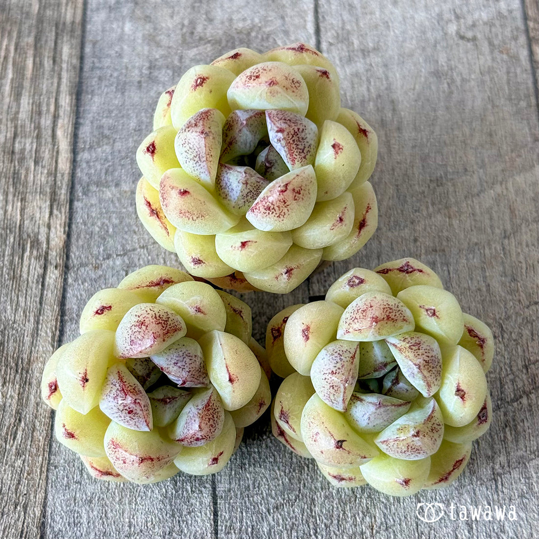 プラムチーク【単頭苗】(花村農園苗)