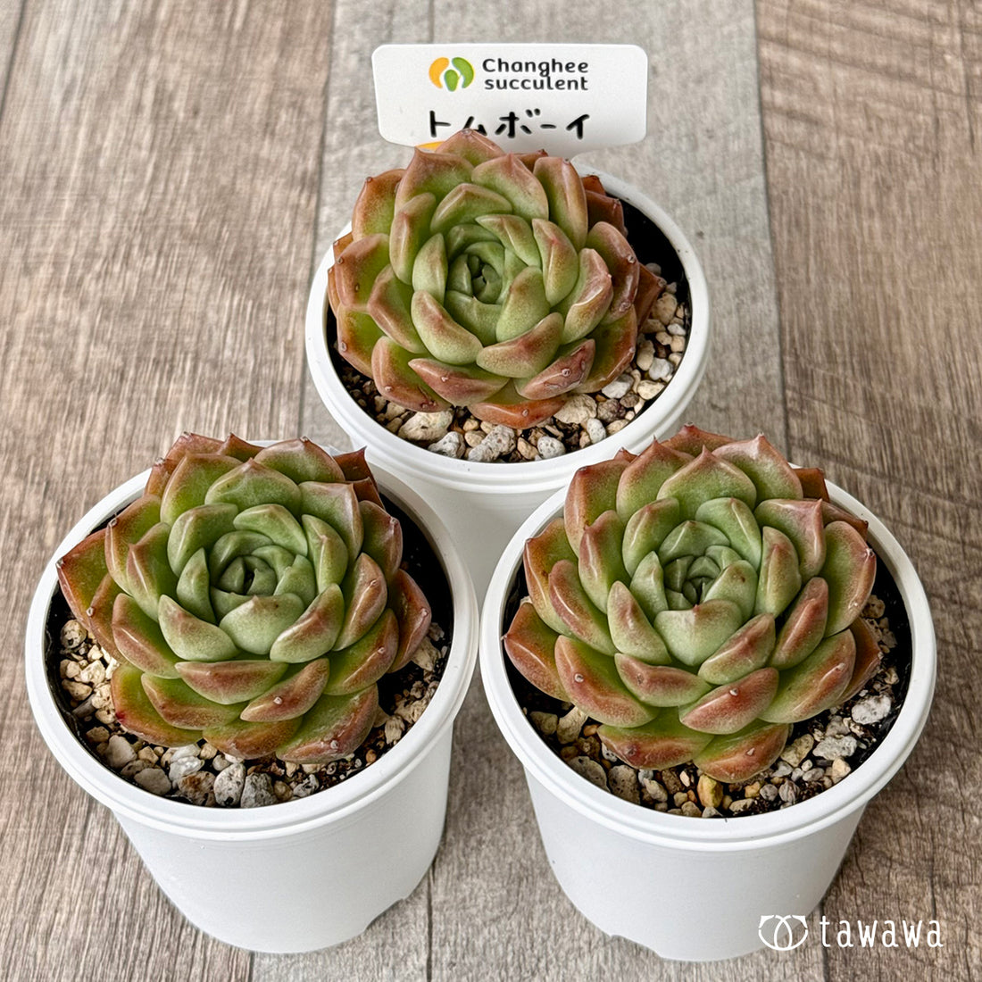 *新発売* トムボーイ(チャンヒー農園)【tawawaハウス苗】