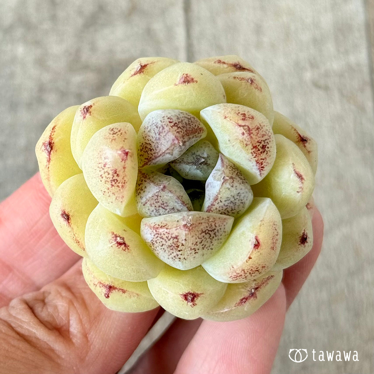 プラムチーク【単頭苗】(花村農園苗)