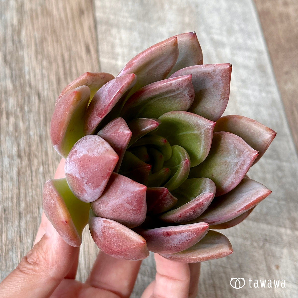 Romeo (Red Ebony)