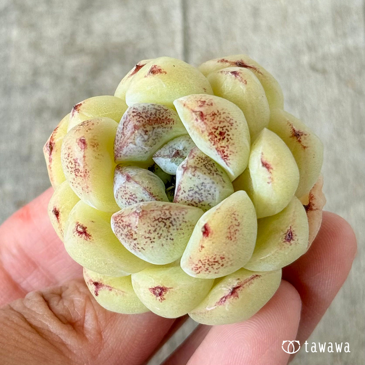 プラムチーク【単頭苗】(花村農園苗)