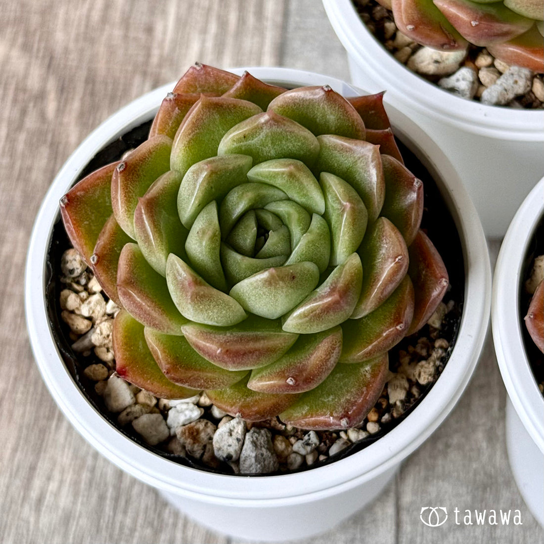 *新発売* トムボーイ(チャンヒー農園)【tawawaハウス苗】