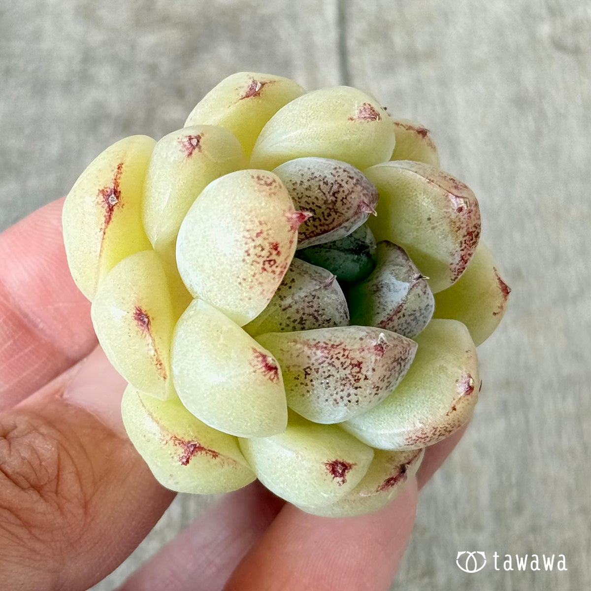 プラムチーク【単頭苗】(花村農園苗)