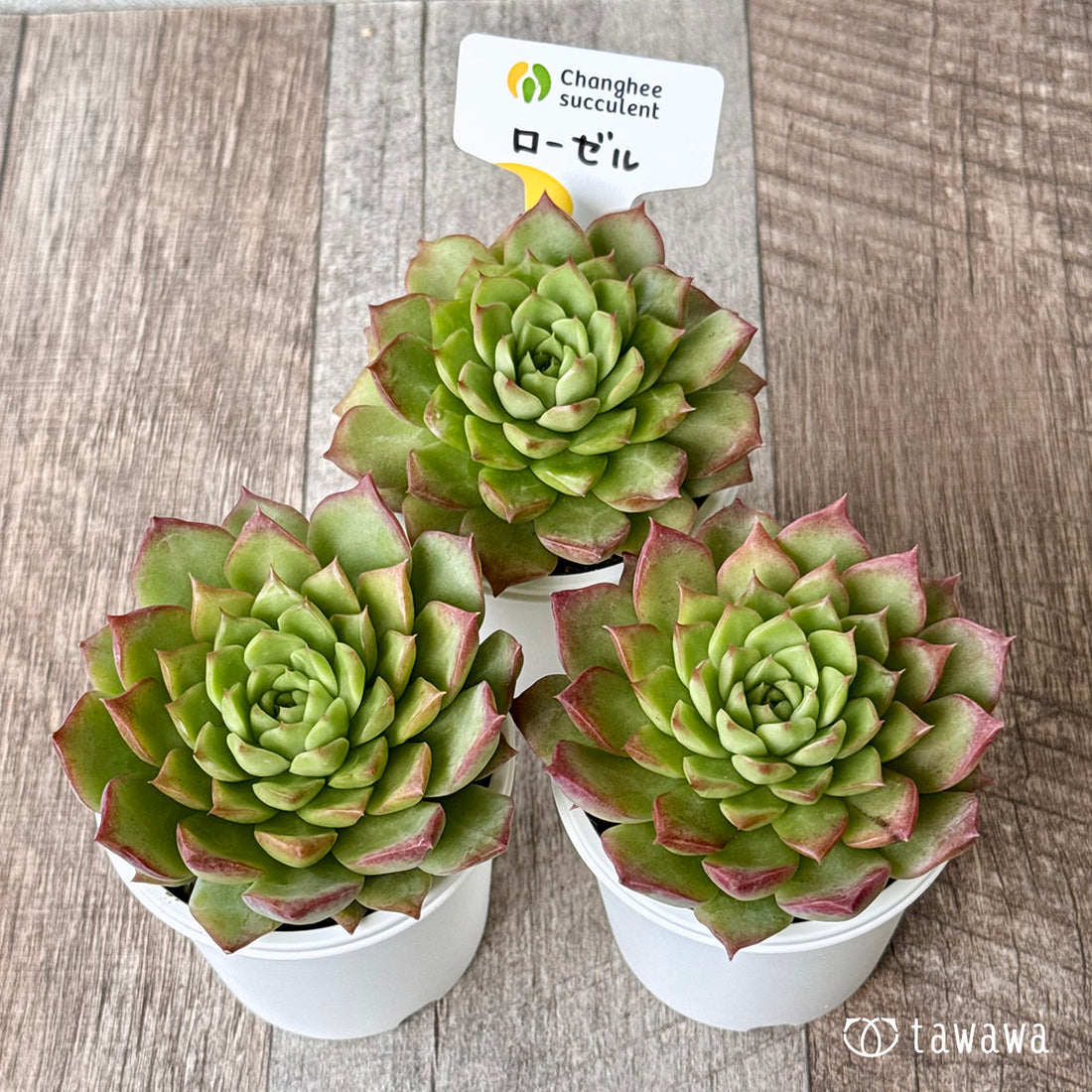 *新発売* ローゼル(チャンヒー農園)【tawawaハウス苗】