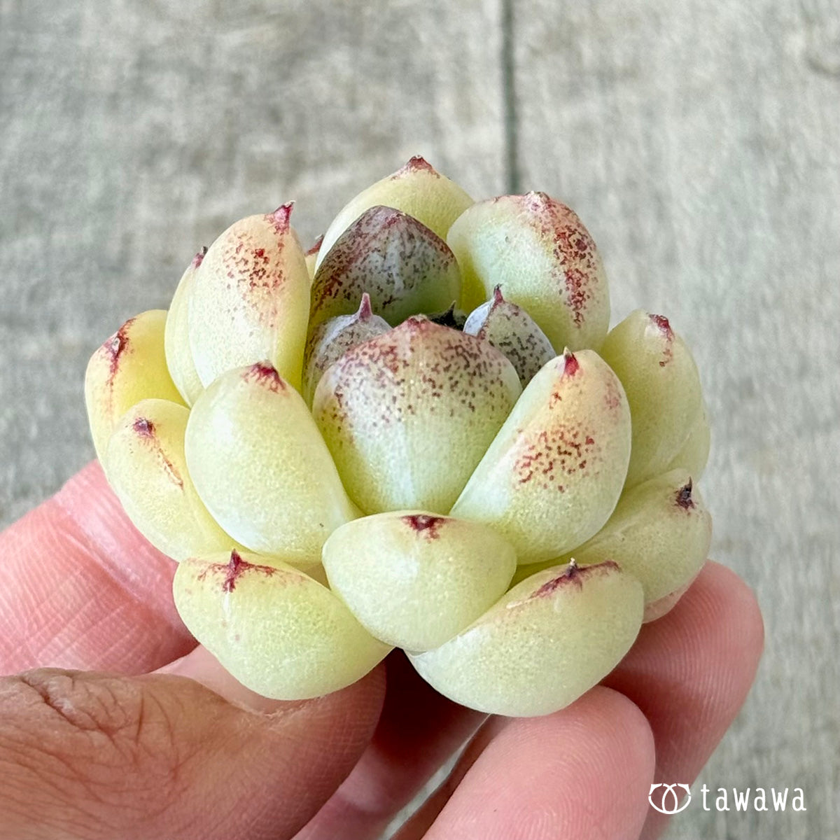 プラムチーク【単頭苗】(花村農園苗)