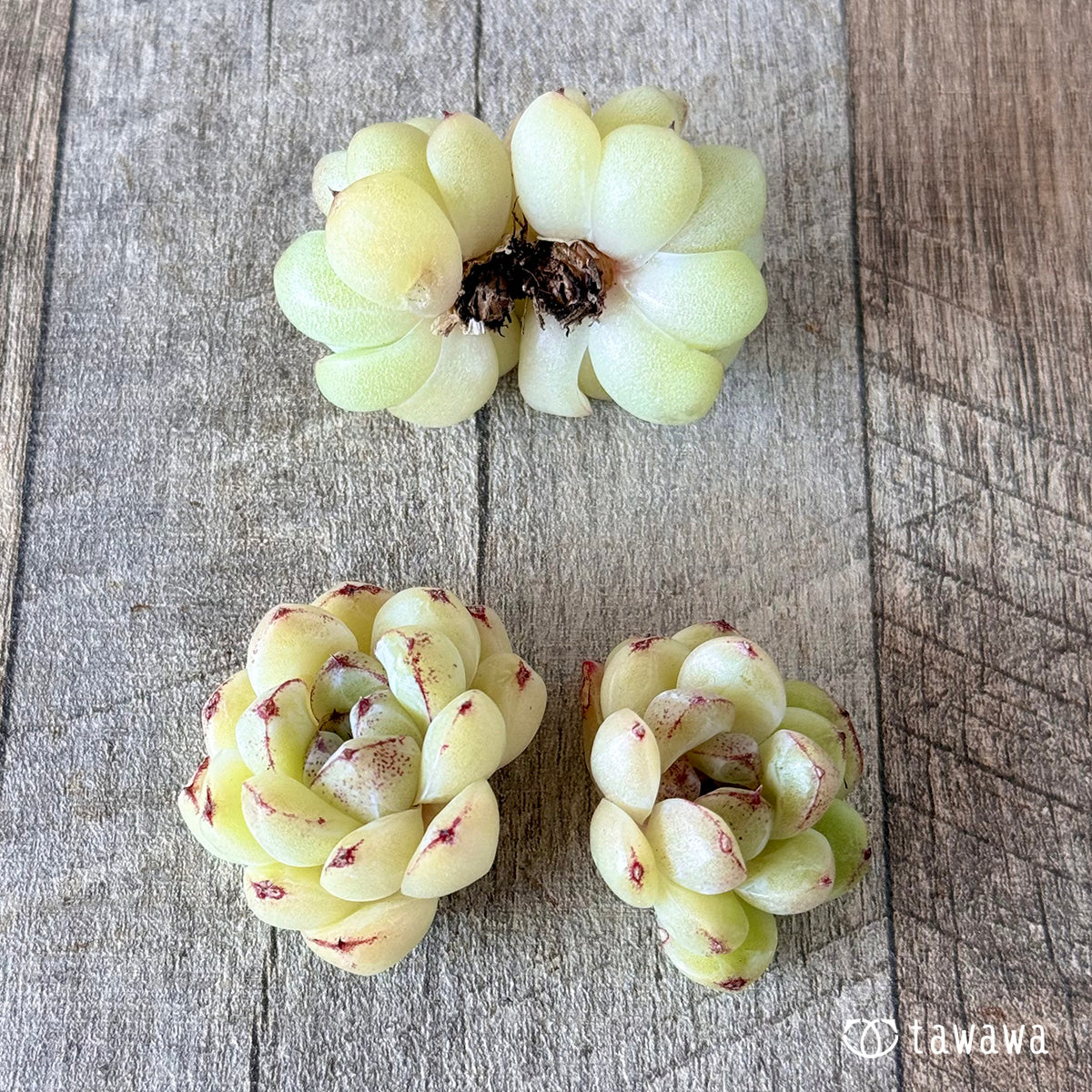 プラムチーク【双頭苗】(花村農園苗)