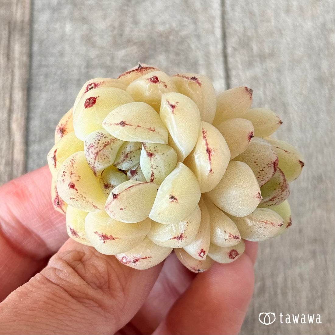 プラムチーク【双頭苗】(花村農園苗)