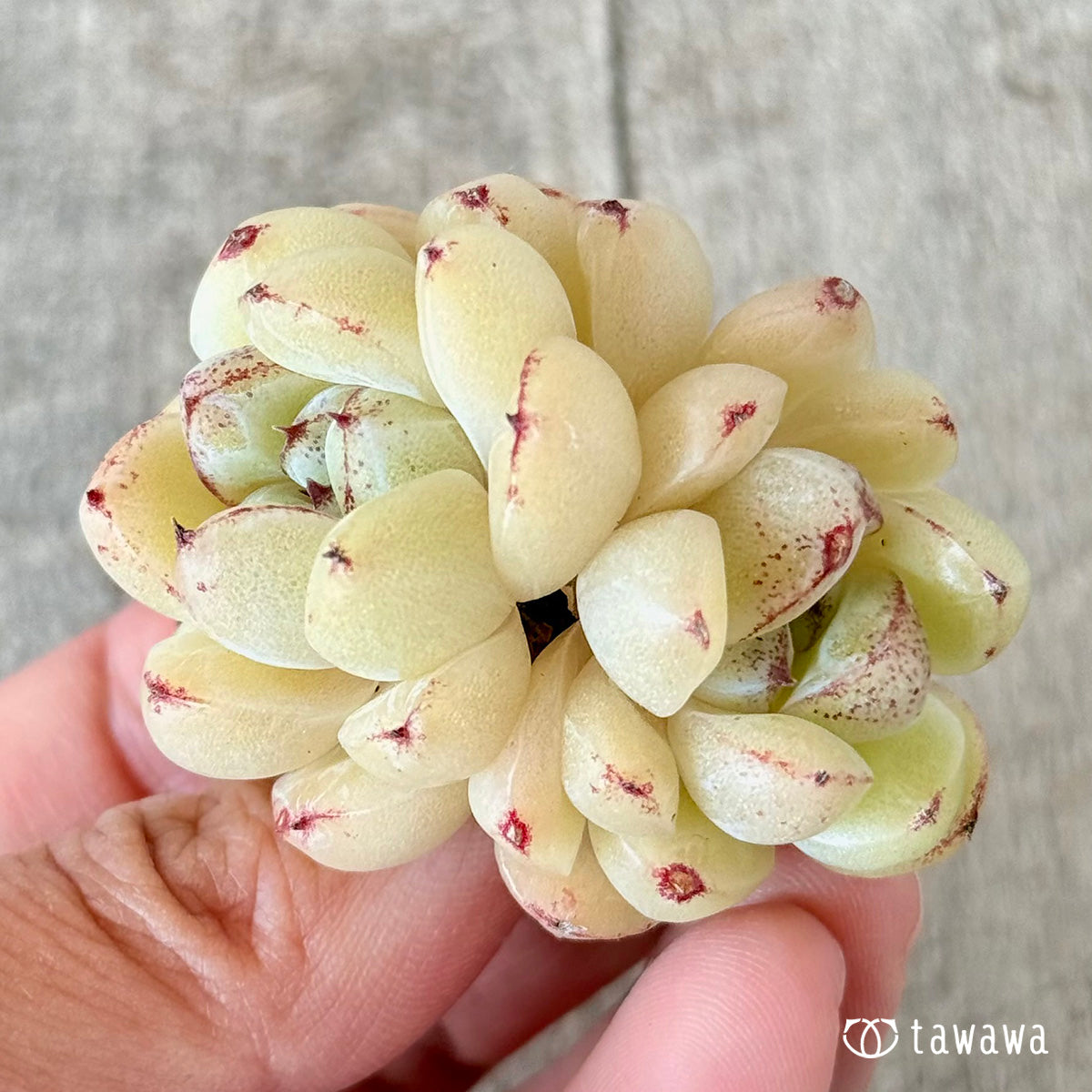 プラムチーク【双頭苗】(花村農園苗)
