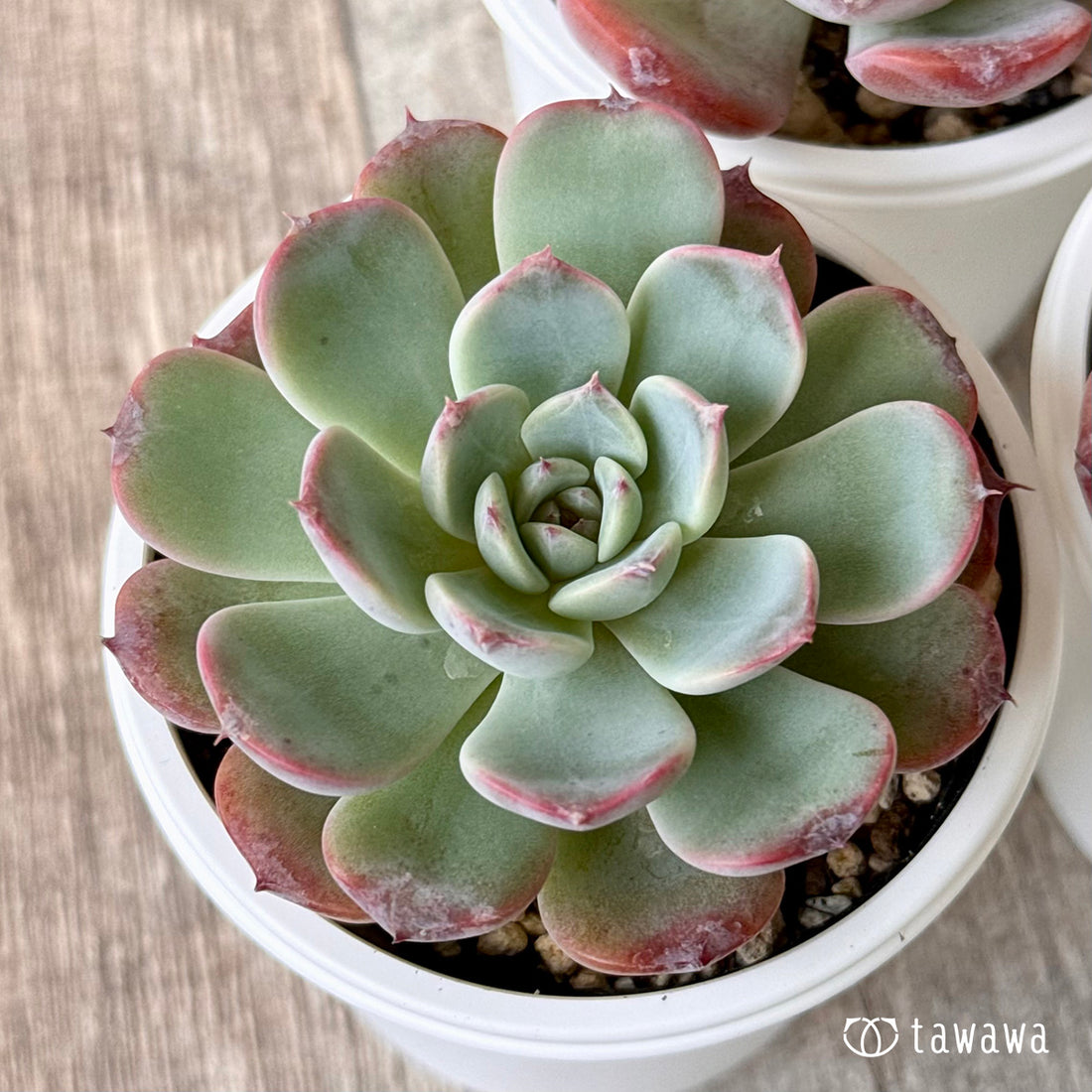 *新発売* オーロラベリー(チャンヒー農園)【tawawaハウス苗】