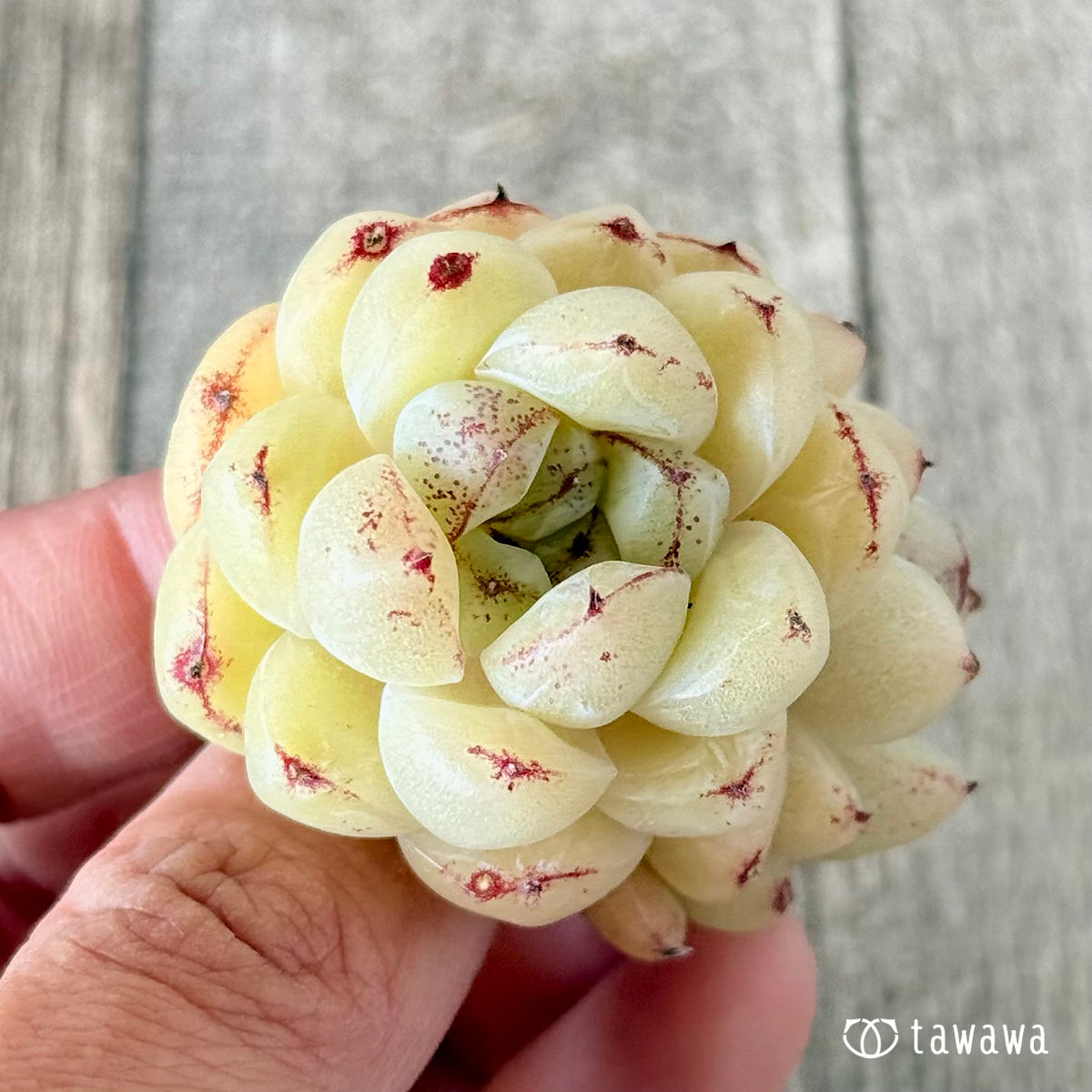 プラムチーク【双頭苗】(花村農園苗)