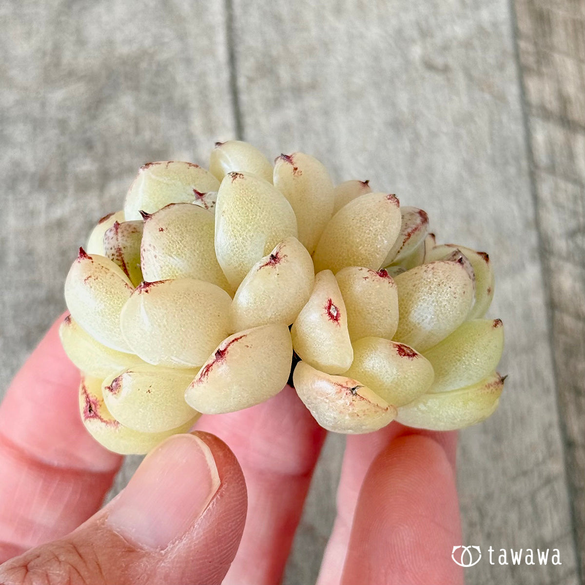 プラムチーク【双頭苗】(花村農園苗)