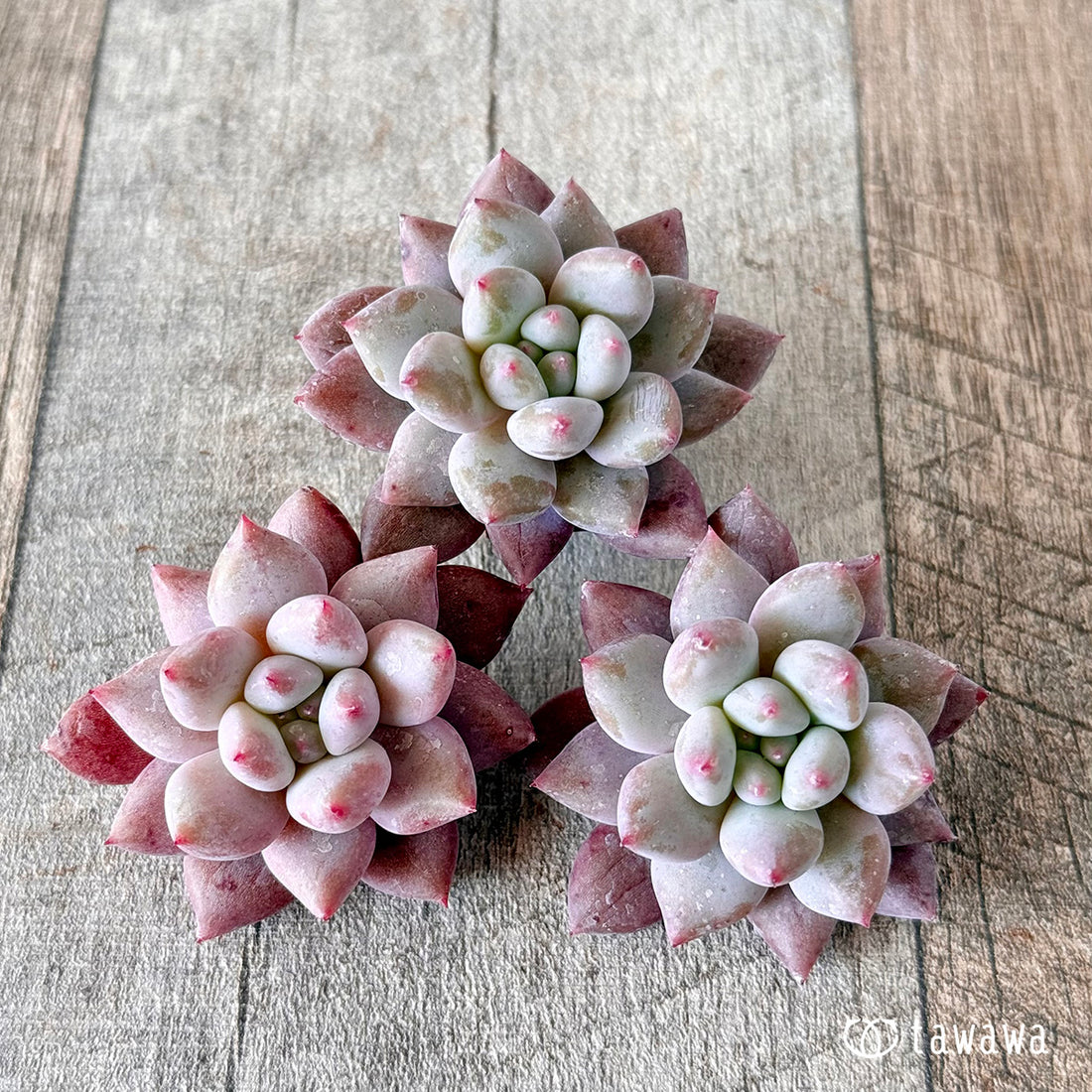 ベイビーテイル (花村農園苗)