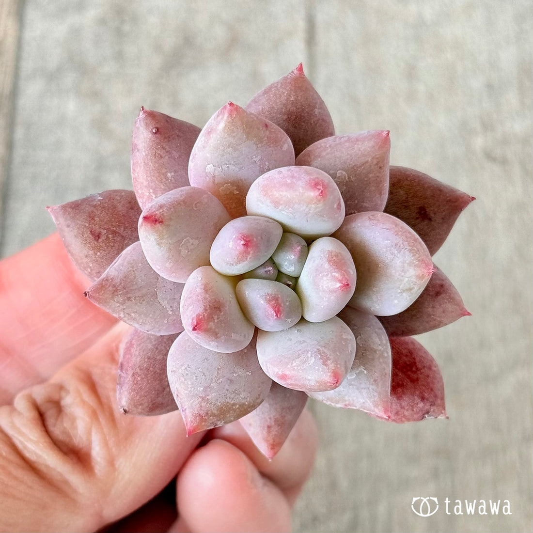 ベイビーテイル (花村農園苗)