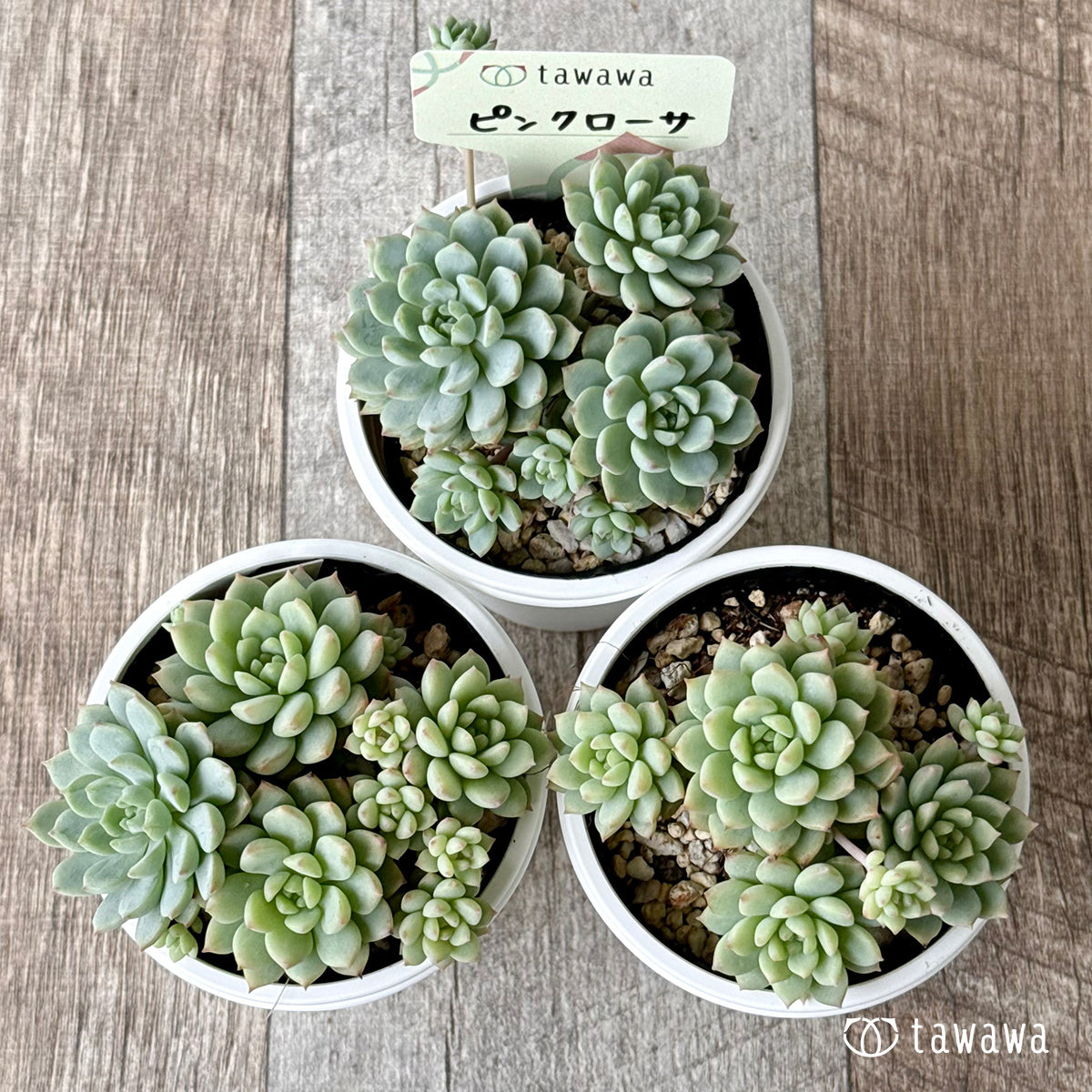 *新発売* ピンクローサ(エアーマジック農園)【tawawaハウス苗】