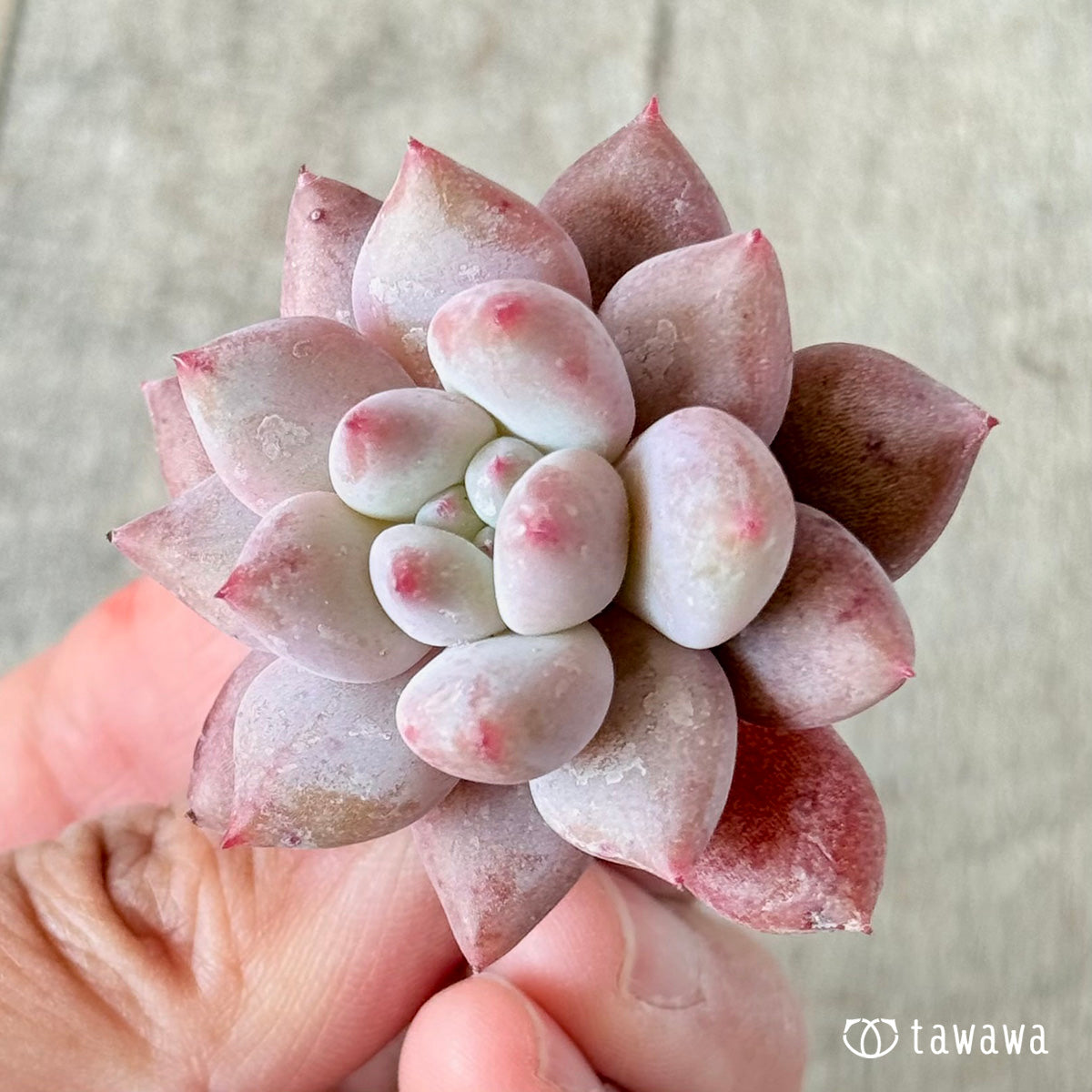 ベイビーテイル (花村農園苗)