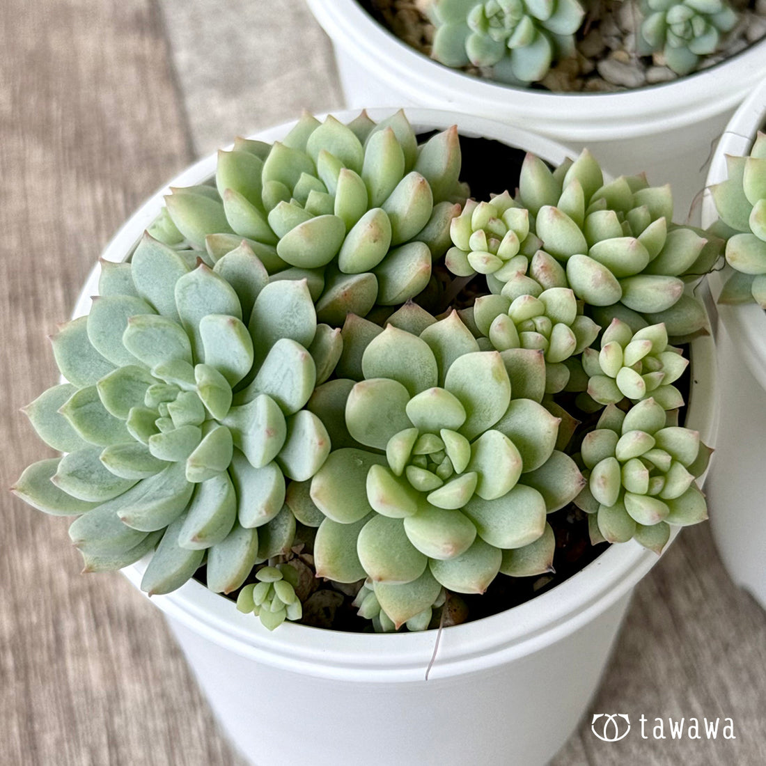 *新発売* ピンクローサ(エアーマジック農園)【tawawaハウス苗】