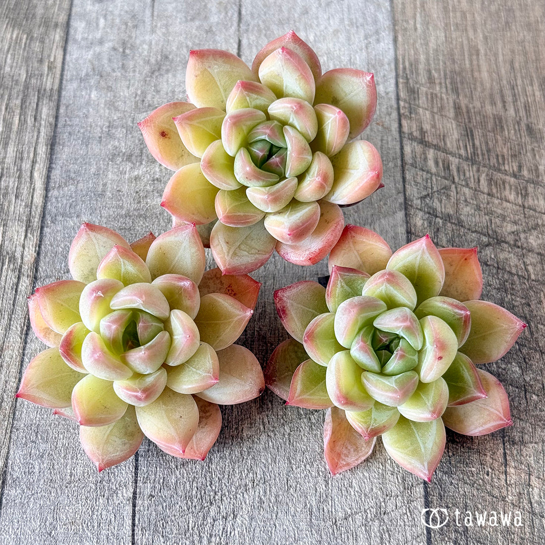 ファビアン(花村農園苗)