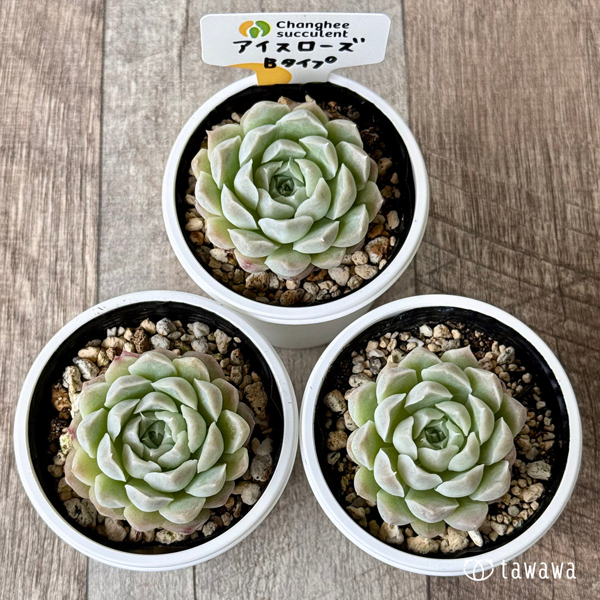 *新発売* アイスローズ【Bタイプ】(チャンヒー農園)【tawawaハウス苗】