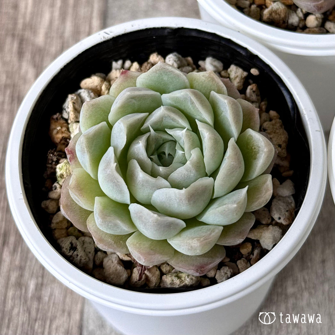 *新発売* アイスローズ【Bタイプ】(チャンヒー農園)【tawawaハウス苗】