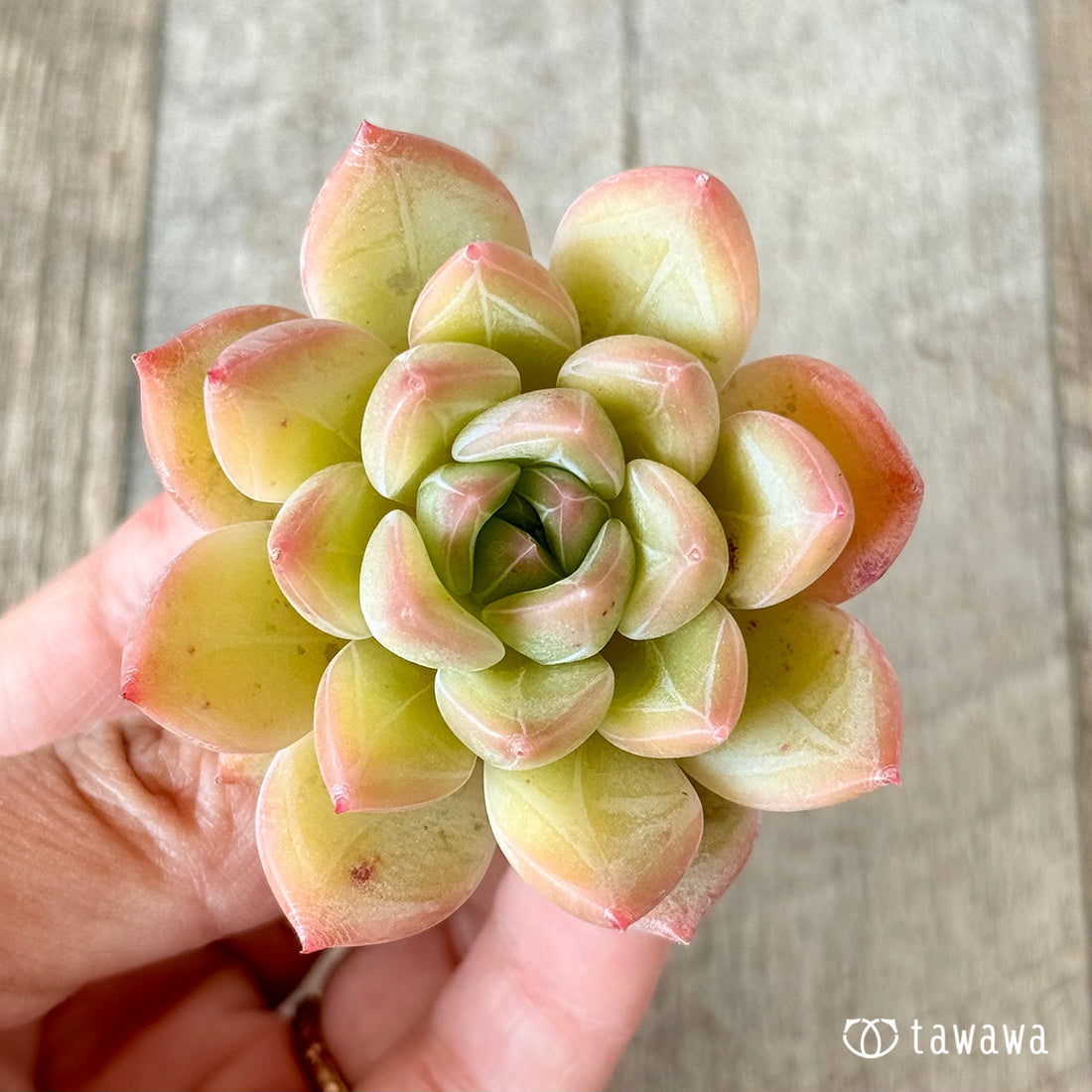 ファビアン(花村農園苗)