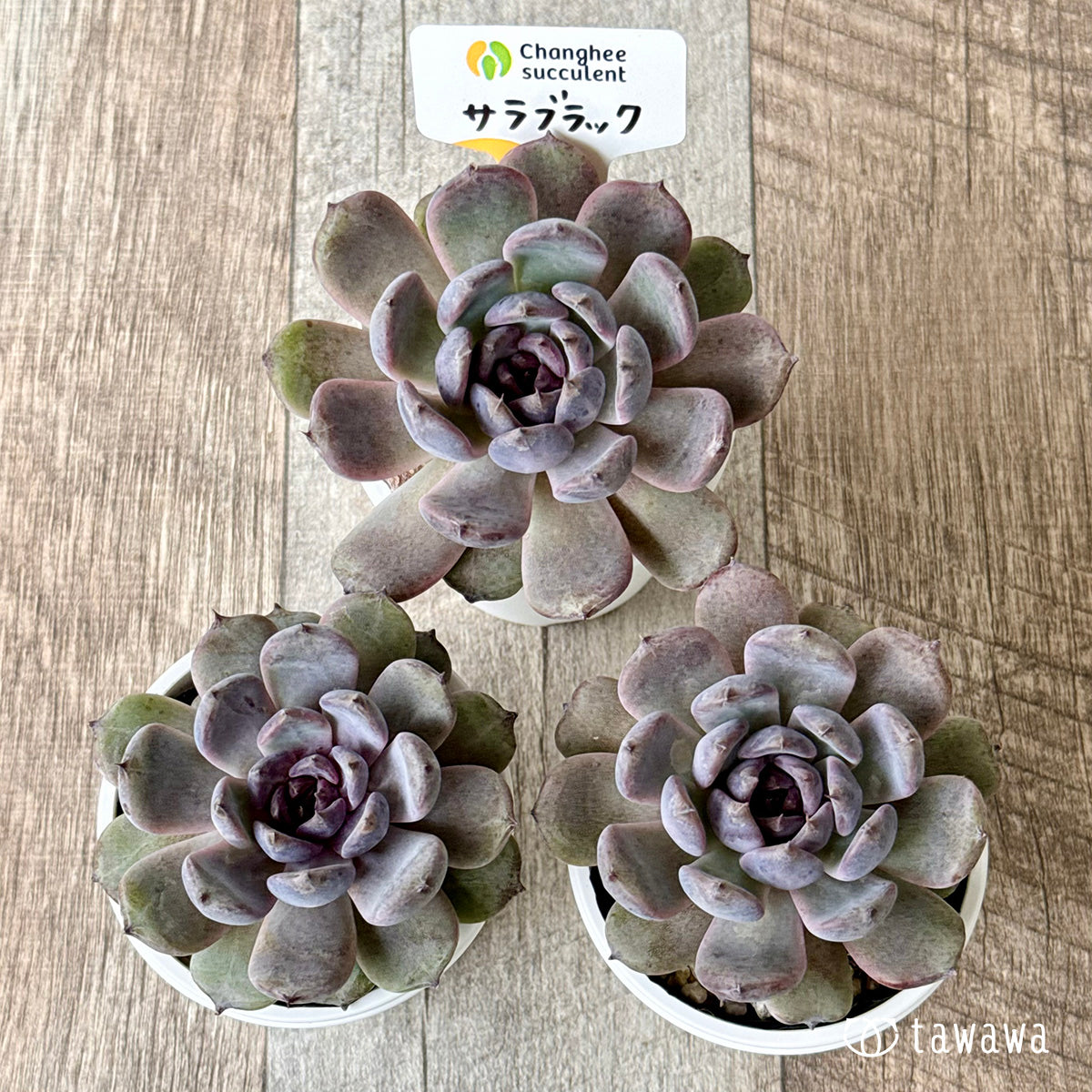 *新発売* サラブラック(チャンヒー農園)【tawawaハウス苗】