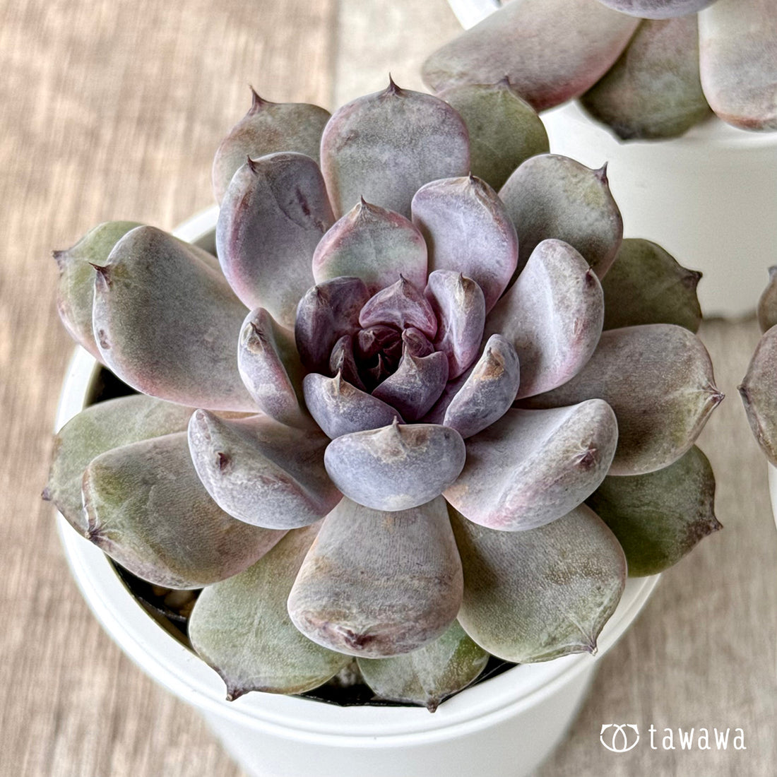 サラブラック(チャンヒー農園)【tawawaハウス苗】