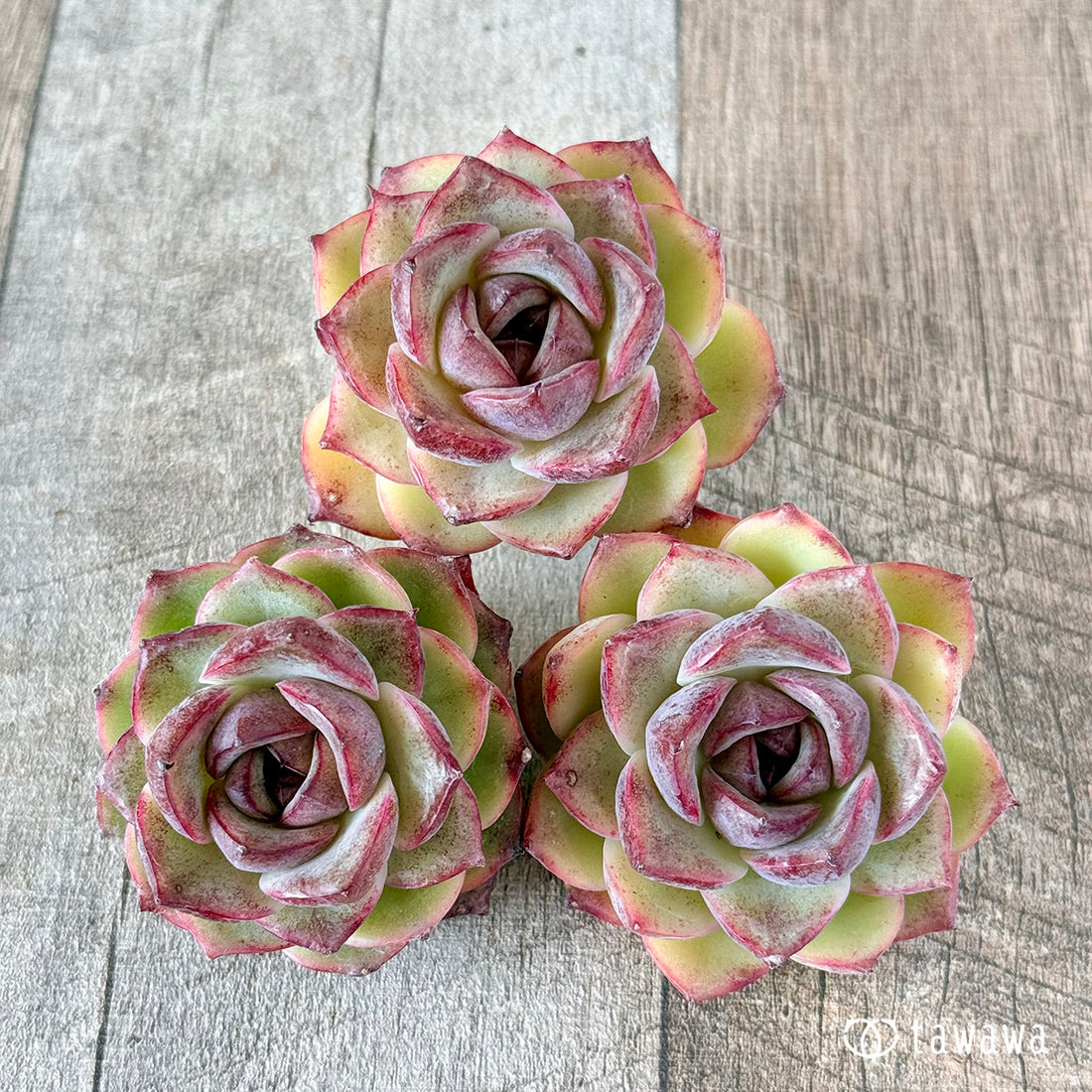 レッドアイ(花村農園苗)