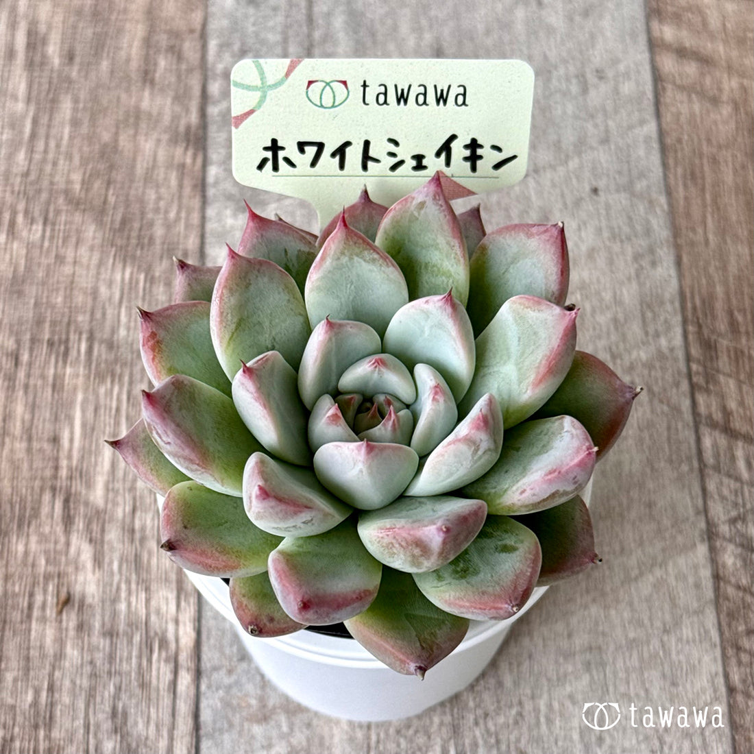 ホワイトシェイキン(エアーマジック農園)【tawawaハウス苗】