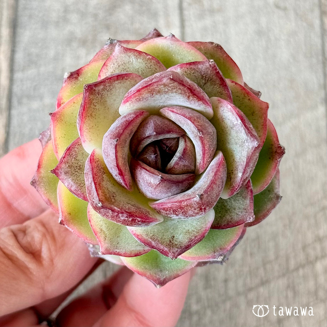 レッドアイ(花村農園苗)