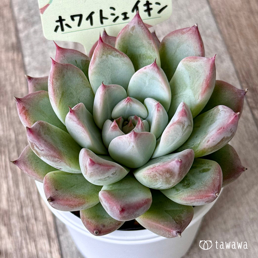 ホワイトシェイキン(エアーマジック農園)【tawawaハウス苗】