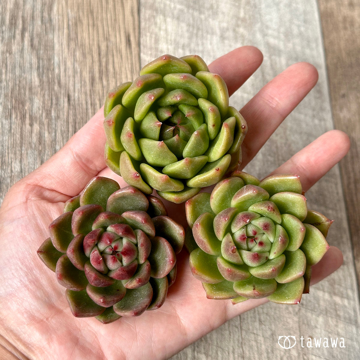 ダイアキット(兄弟農園苗)