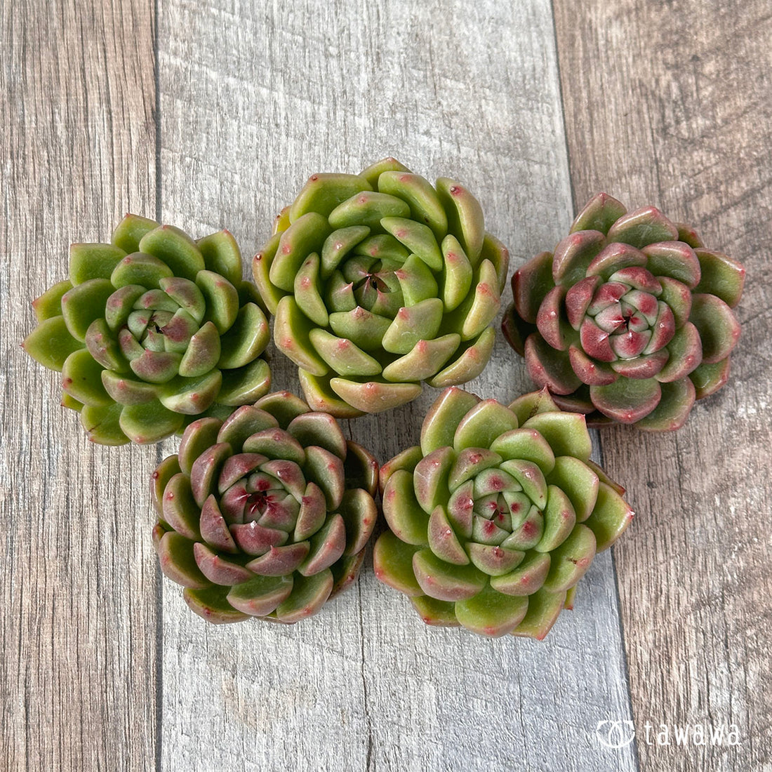 ダイアキット(兄弟農園苗)