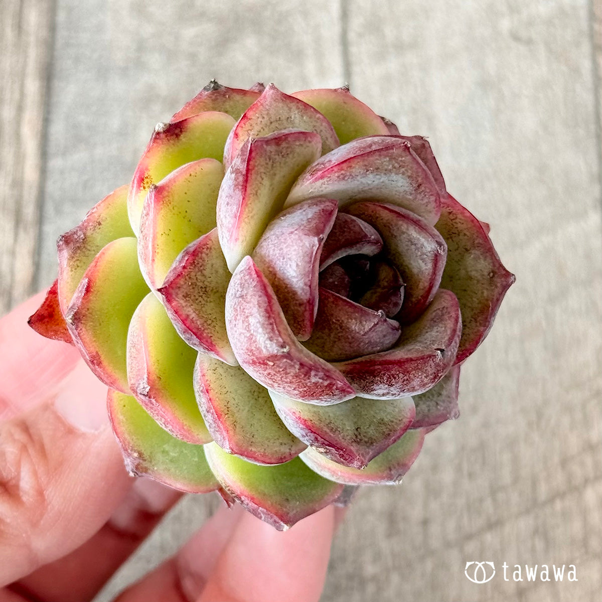 レッドアイ(花村農園苗)